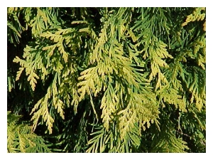 THUJA occidentalis 'Golden Globe'